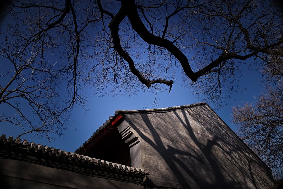 background, winter, outdoor, tree, house, architecture, built structure HD wallpaper