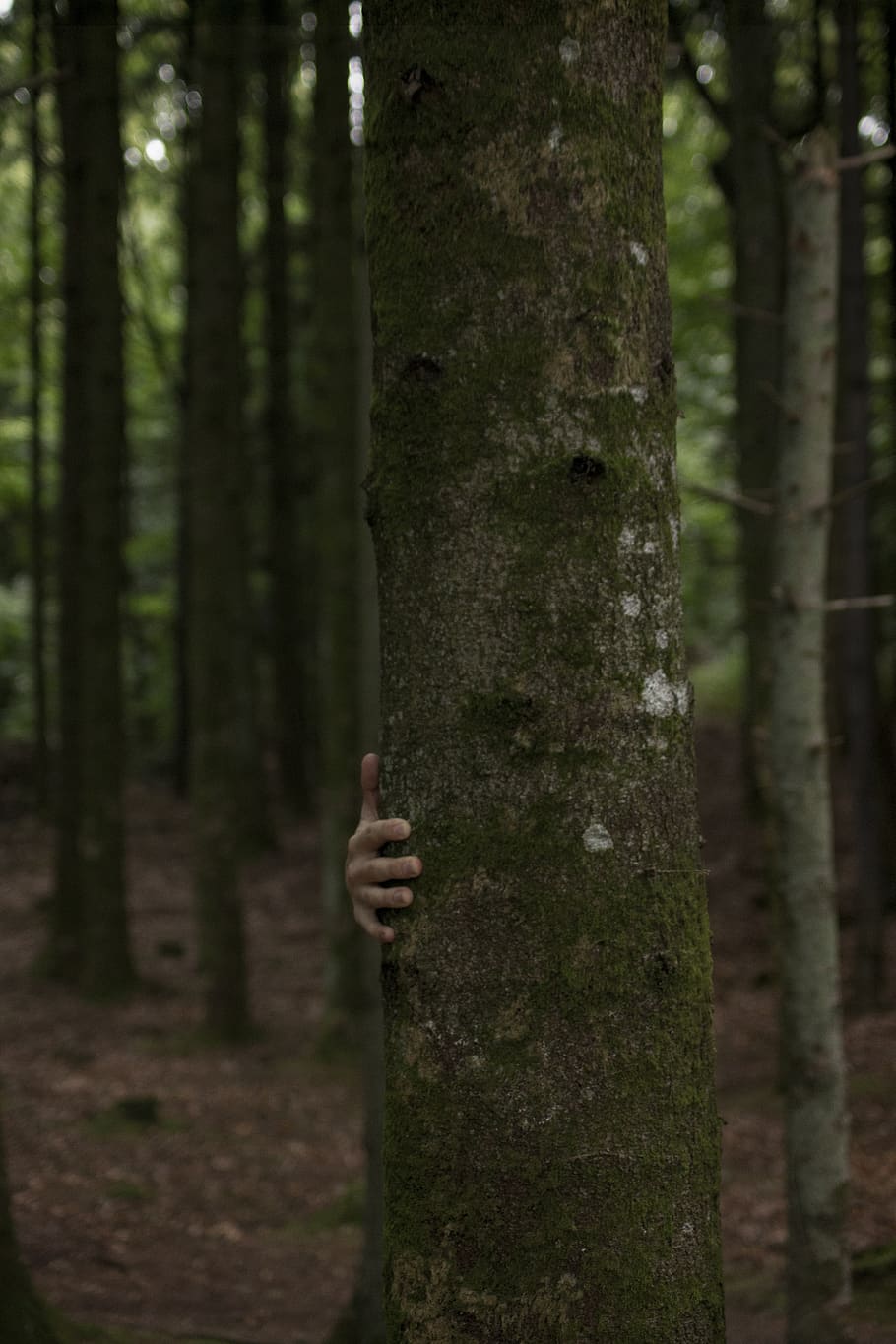 Person Hiding Behind Tree Trunk, bark, blurred background, daylight, HD wallpaper