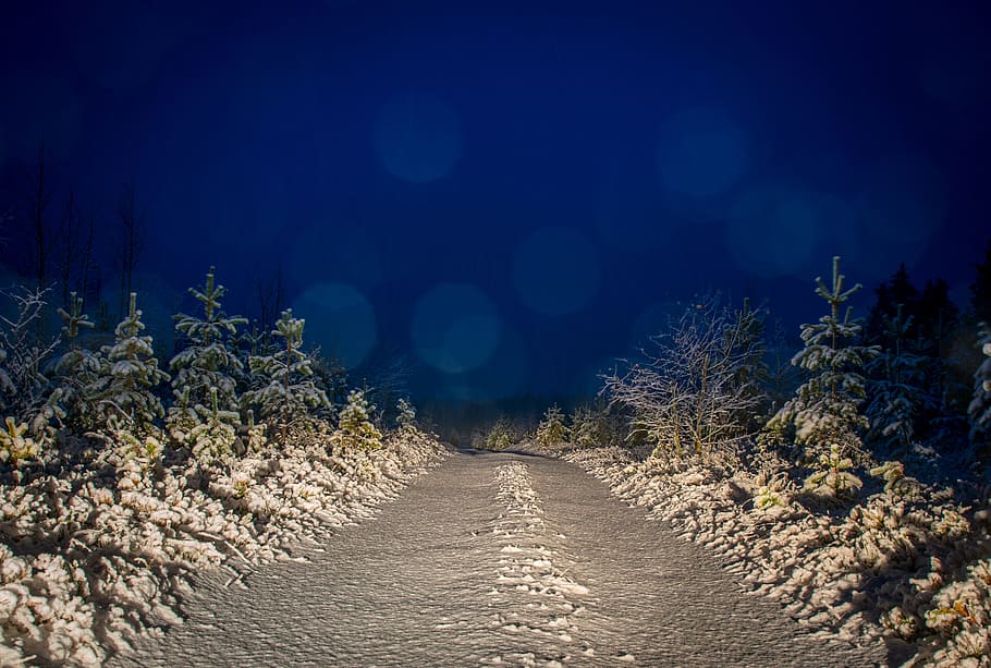 Gray and White Filled of Snow Trees and Pathwalk, bokeh, dark HD wallpaper