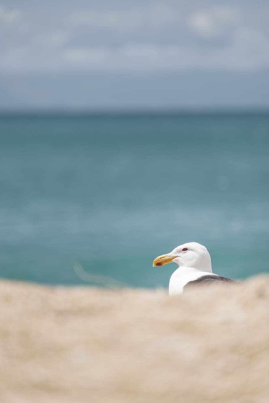 white bird, animal, beak, seagull, albatross, waterfowl, flying HD wallpaper