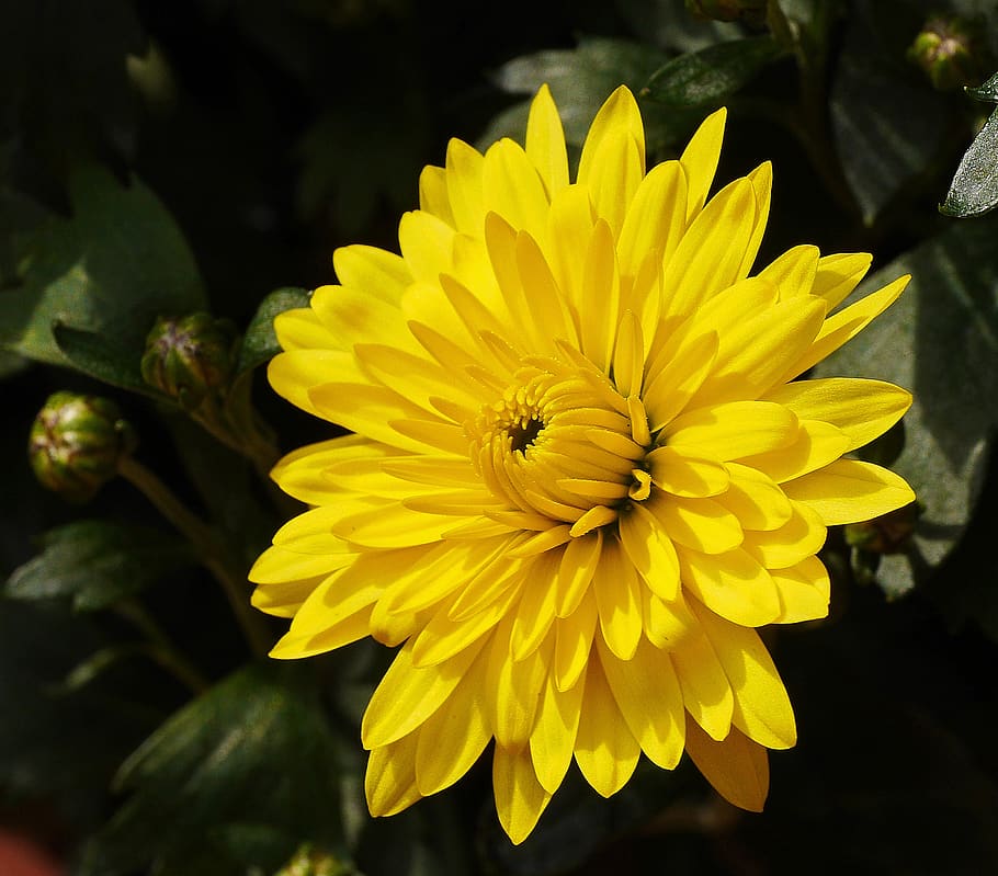 chrysanthemum, blossom, bloom, yellow, garden, bred, close up, HD wallpaper