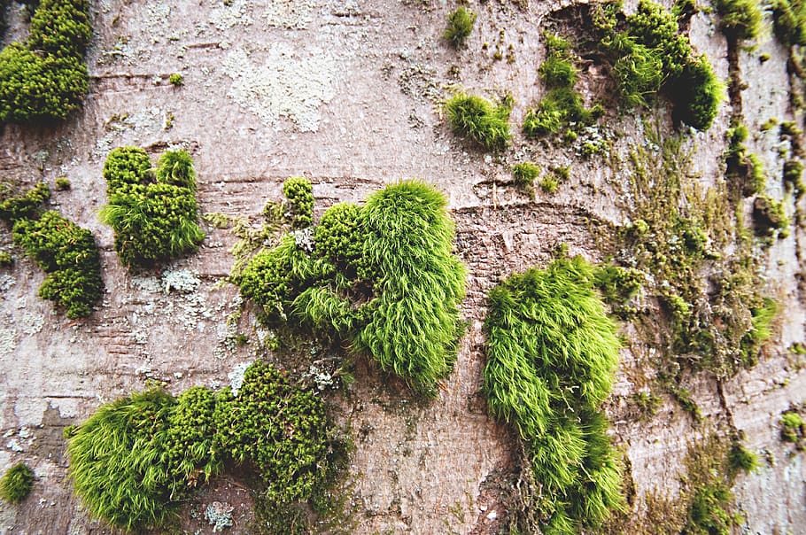 green grass on mountain, plant, moss, tree, vegetation, bush HD wallpaper
