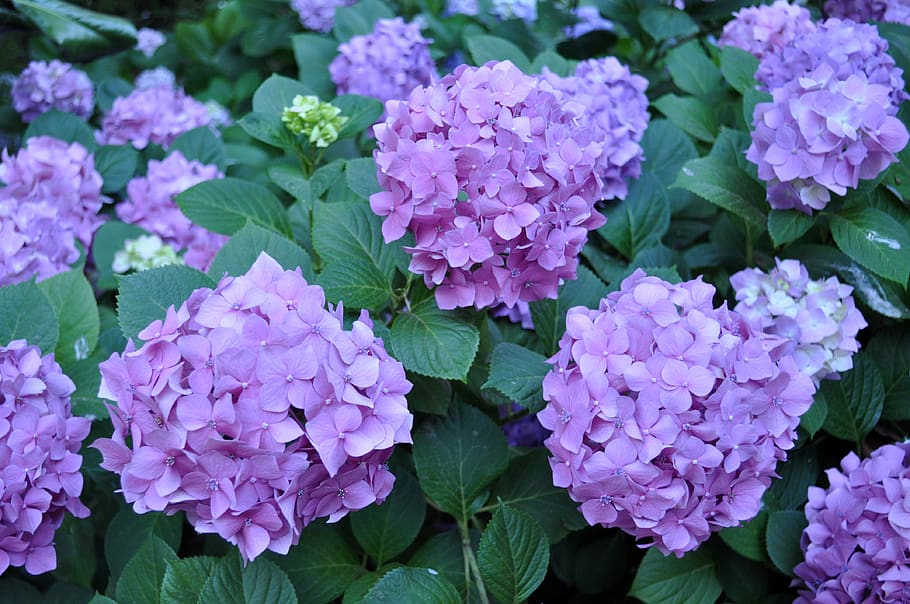 flowers, lavender, garden, flowering plant, beauty in nature HD wallpaper