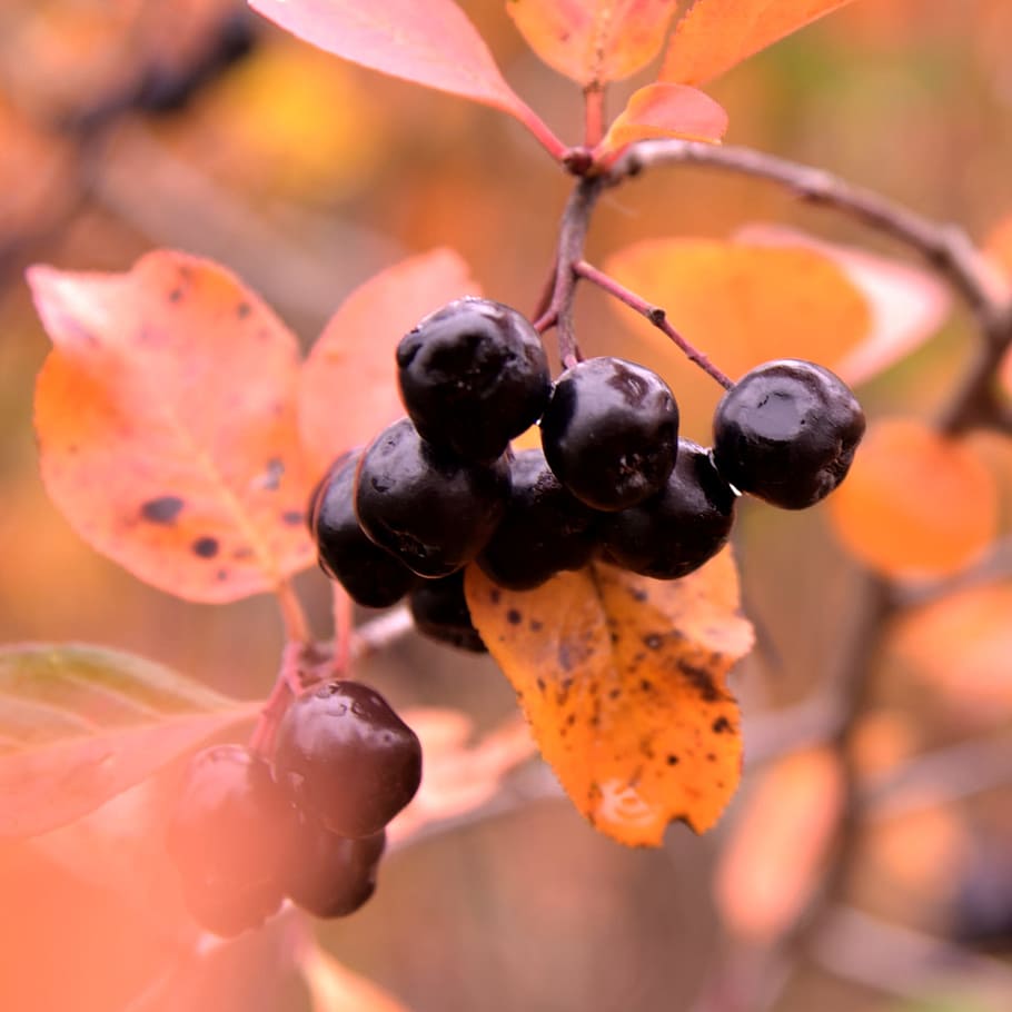 Bundle of Round Black Berrries Closeup Photo, berries, blur, blurred background HD wallpaper