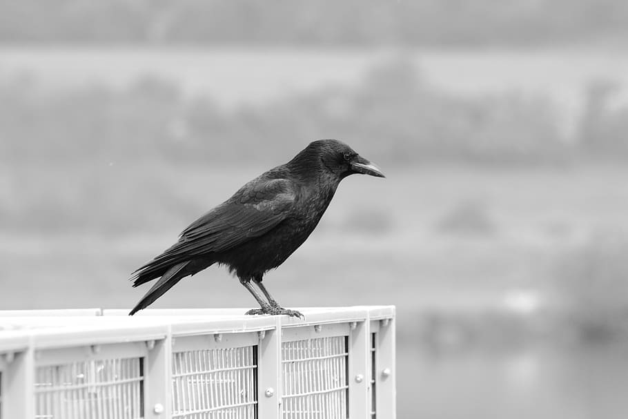 bird, black, white, sit, sitting, one animal, animal themes HD wallpaper