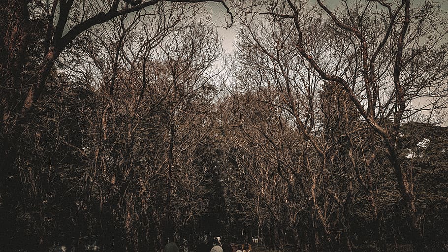photography, forestgate, trees, darkforestgate, plant, bare tree HD wallpaper