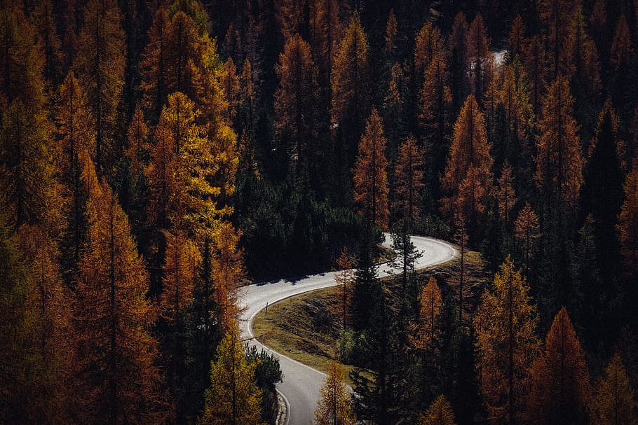 Gray Concrete Pavement in Between Trees, conifer, daylight, environment HD wallpaper