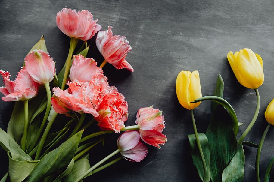 Colorful flowers on grey background with copy space, bloom, floral HD wallpaper