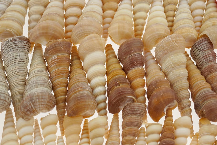 shell, sink, background, sea, beach, ocean, life, ornament HD wallpaper