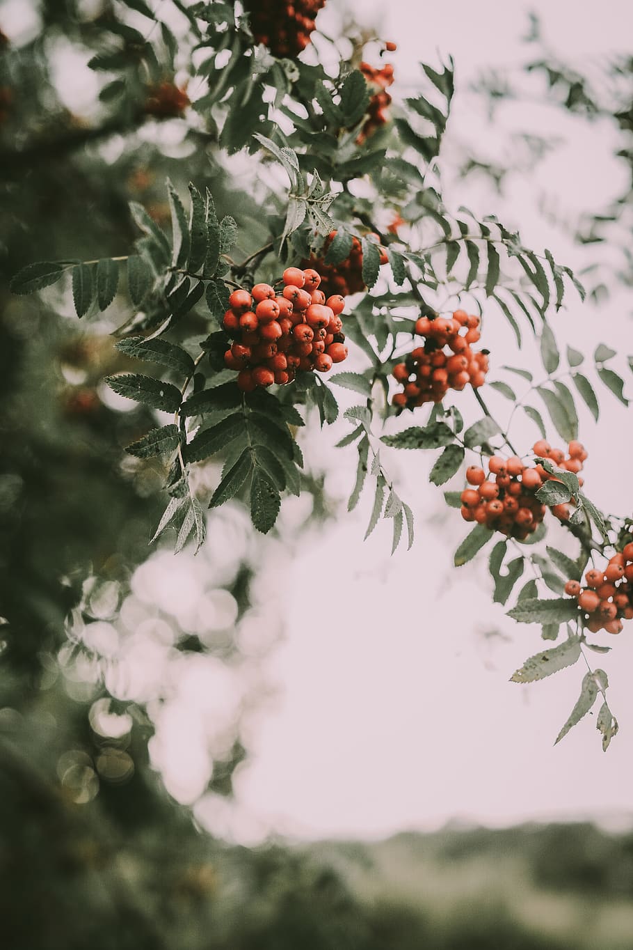 round red fruits, plant, food, cherry, produce, leaf, persimmon HD wallpaper