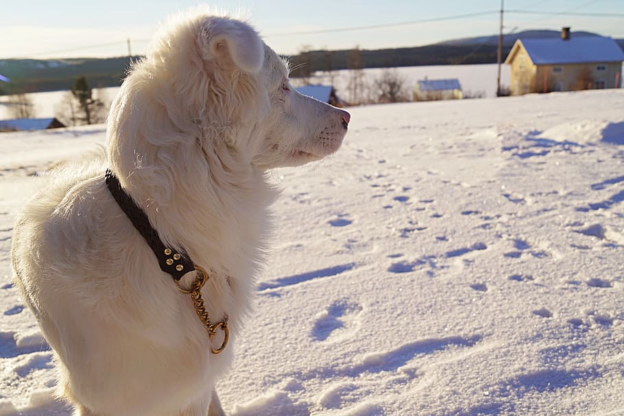 dog, winter, animals, snow, pets, domestic, domestic animals HD wallpaper