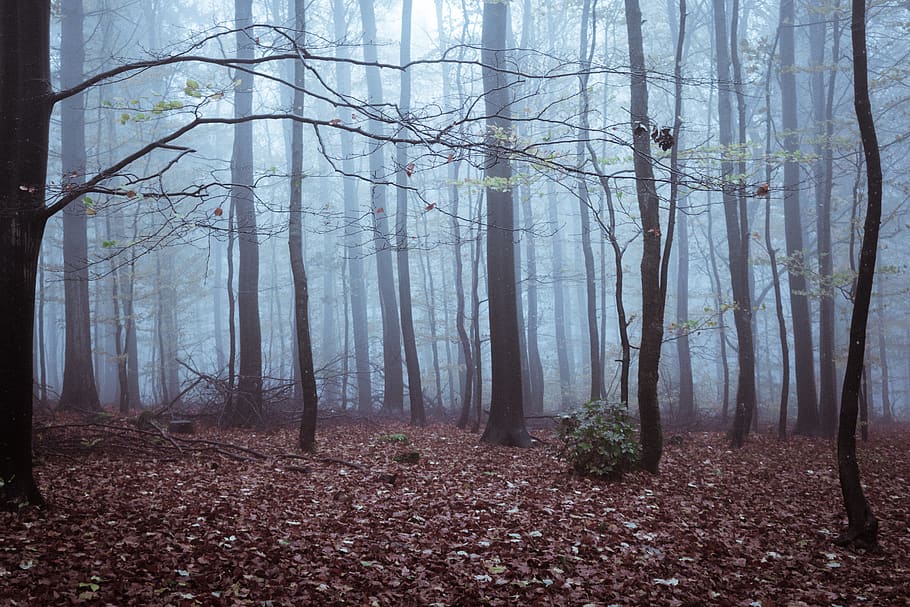 trees covered with fogs, ground, nature, plant, forest, frankfurt HD wallpaper