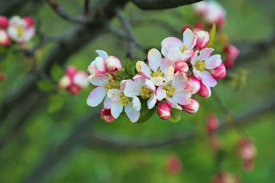 flower, tree, apple, spring, pink, nature, blooming, white HD wallpaper