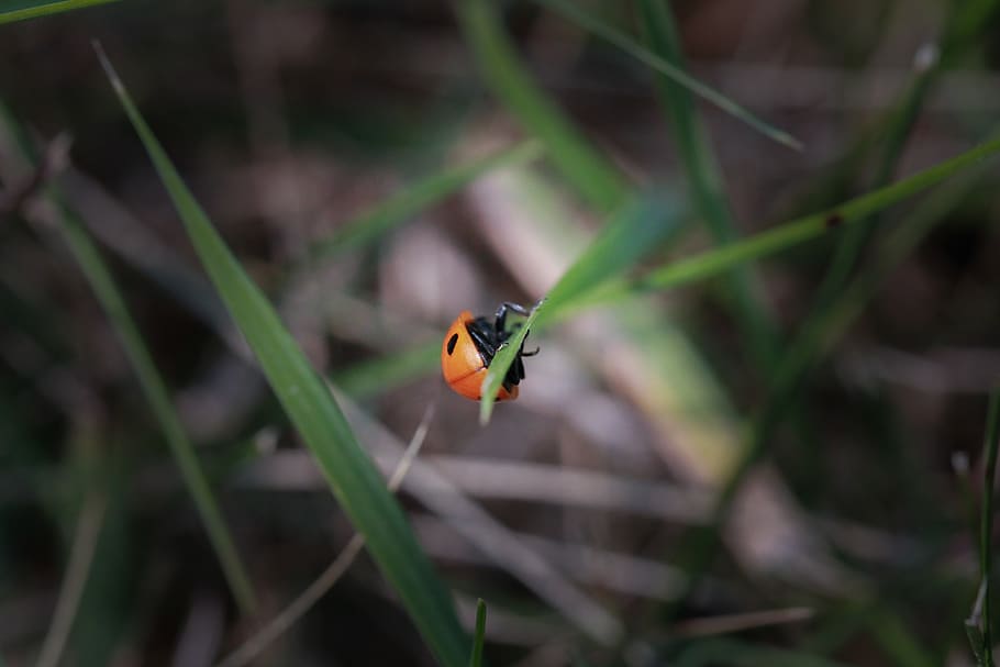 ladybug, ladybird, insect, macro, wild, closeup, red, grass HD wallpaper