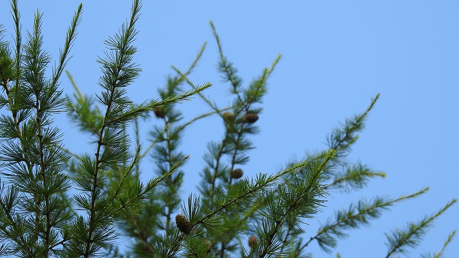 tree, branch, nature, green, pine cone, sky, blue, spring, plant HD wallpaper