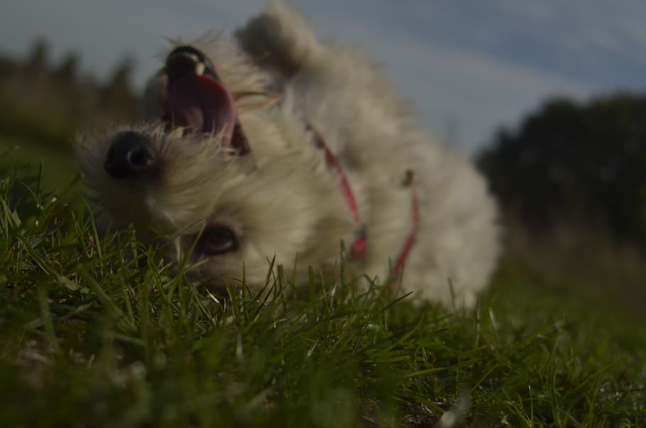 plant, grass, field, land, selective focus, animal themes, nature HD wallpaper