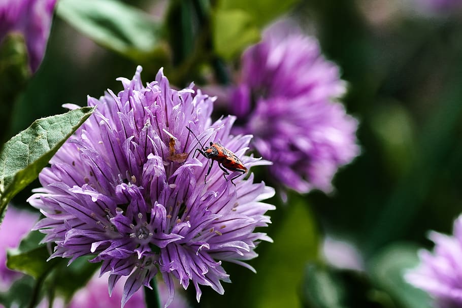 flower, chives, herbs, macro, violet, aromatics, aromatic plant HD wallpaper