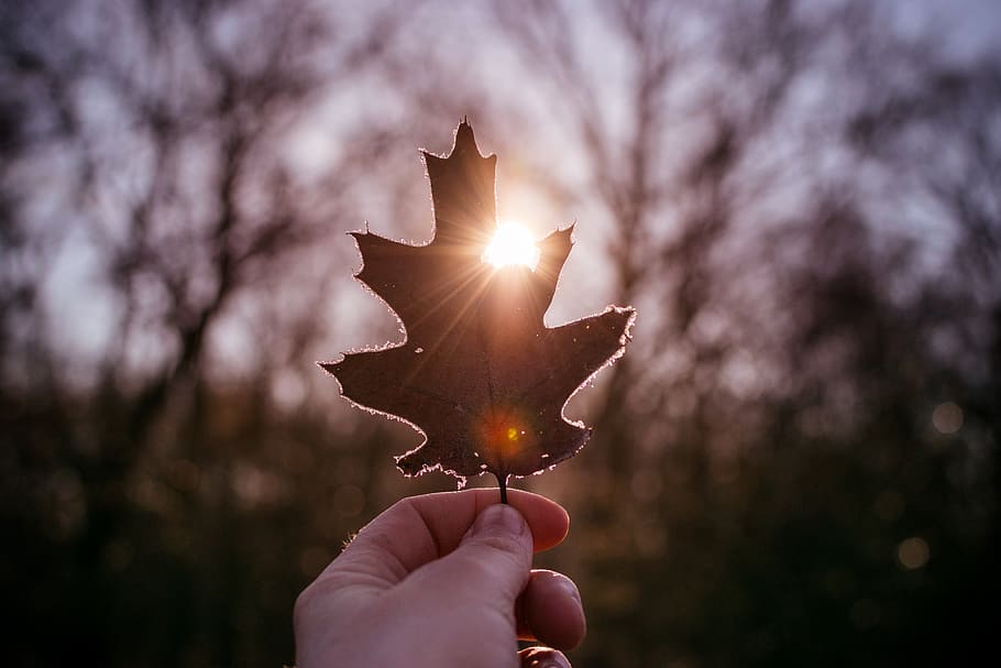 leaf, hand, sun, winter, ice, zing, trees, human hand, holding HD wallpaper
