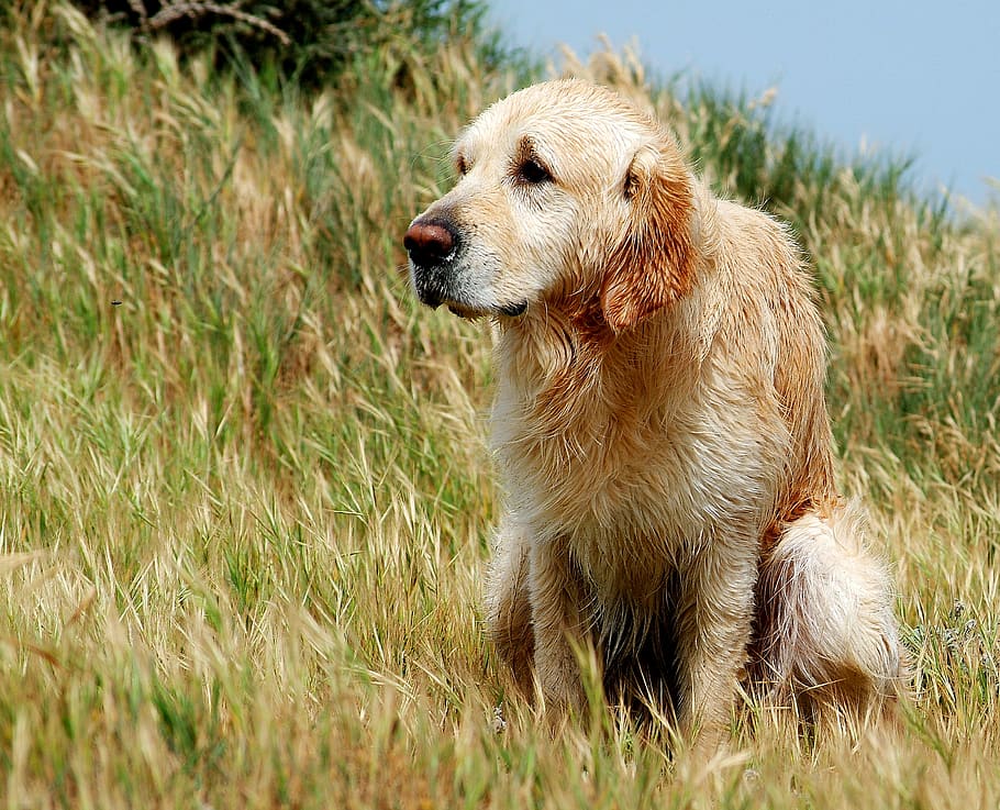 cyprus, shit, dog, golden retriever, we all have to take a shit, HD wallpaper