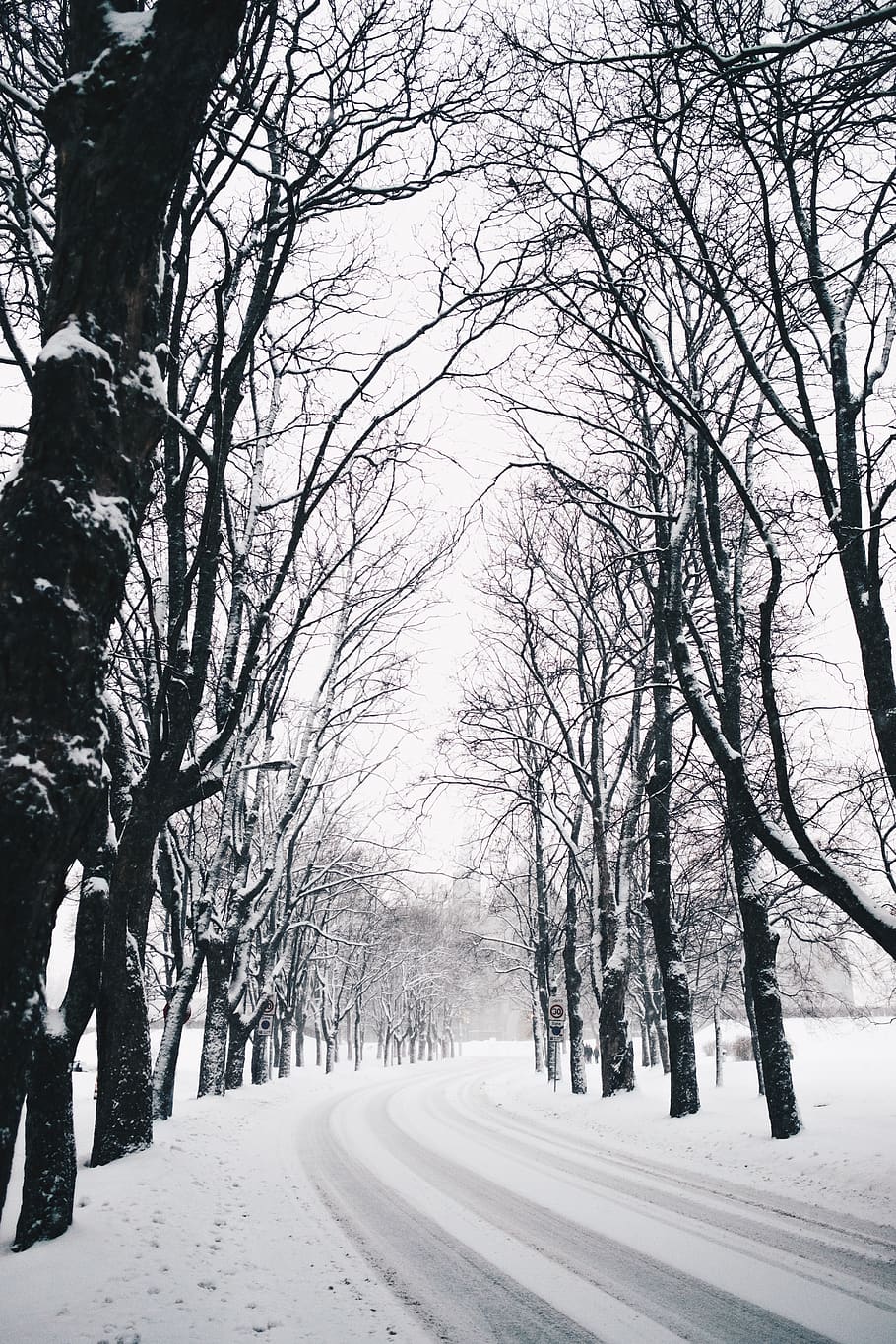snow-covered pathway between inline trees, nature, outdoors, winter HD wallpaper