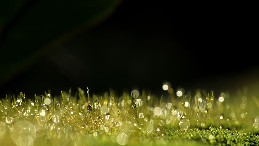 moss, dew, green, nature, wallpaper, plant, drop, wet, water HD wallpaper