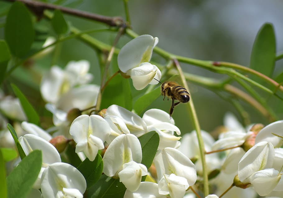 bee, honey bees, insect, pollination, flowers, black locust flower HD wallpaper