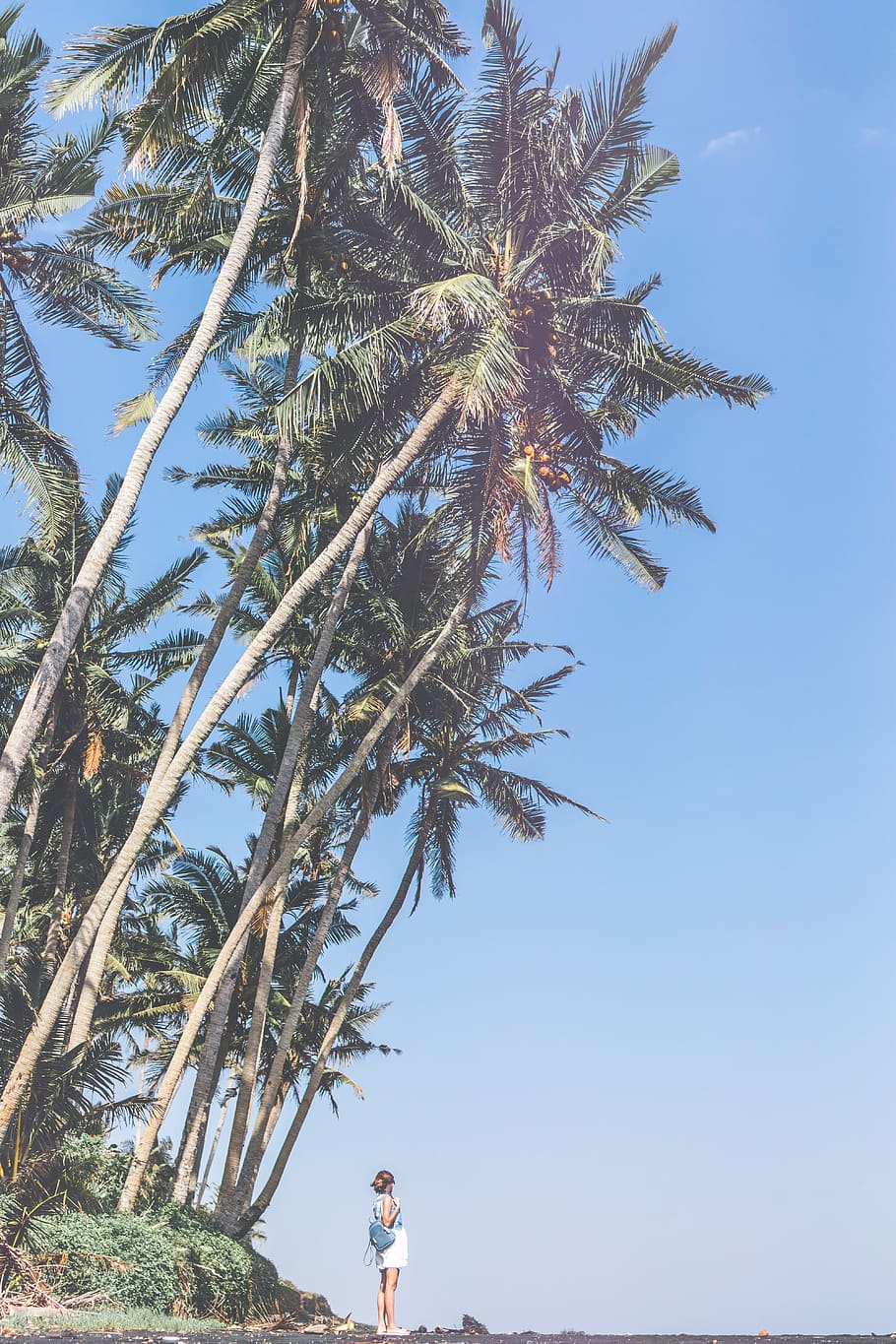 woman standing near coconut tree, plant, sky, growth, nature HD wallpaper
