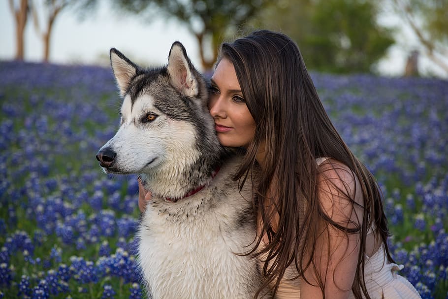 woman beside white and black Siberian husky with purple flowers, HD wallpaper