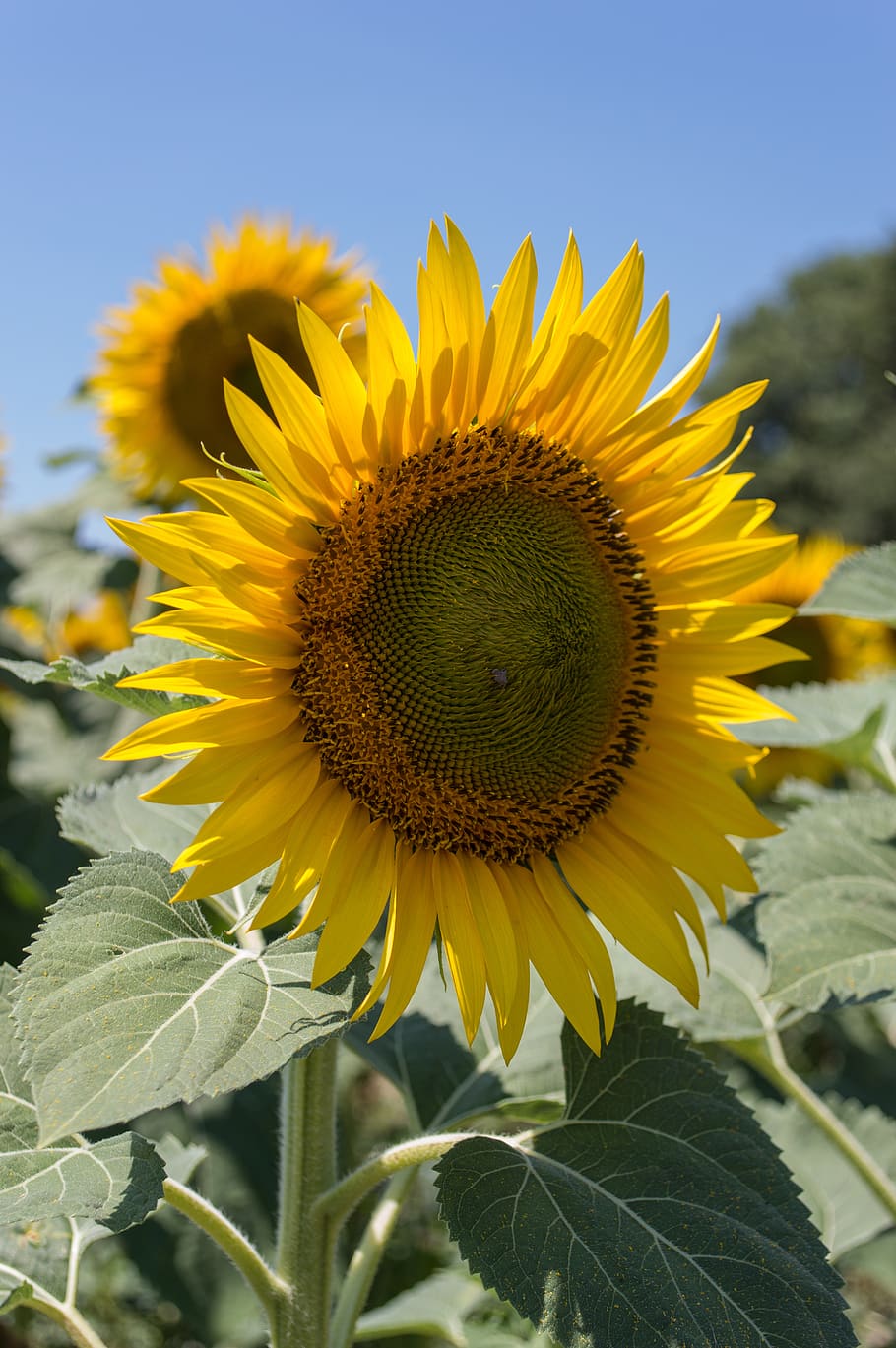 yellow sunflower, flowering plant, flower head, growth, fragility HD wallpaper