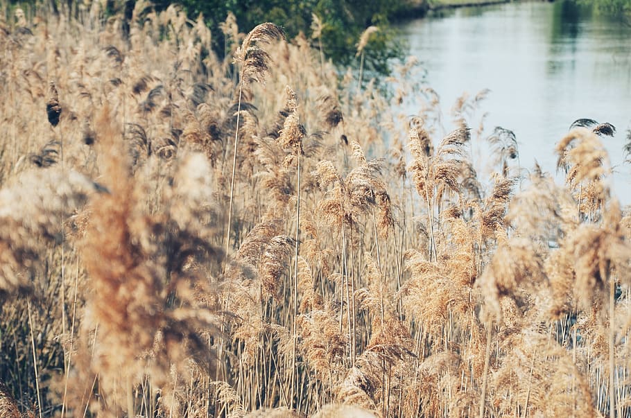 Grass Near Water, reed, plant, growth, no people, day, nature HD wallpaper