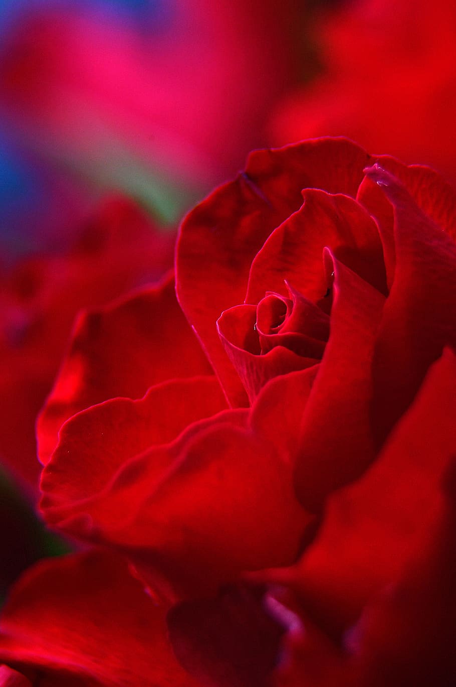 love, symbolism, spring, flower, flowering plant, petal, beauty in nature HD wallpaper