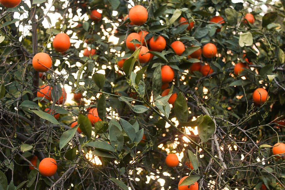 oranges, fruit, citrus, leaves, summer, tree, fruit tree, food and drink HD wallpaper