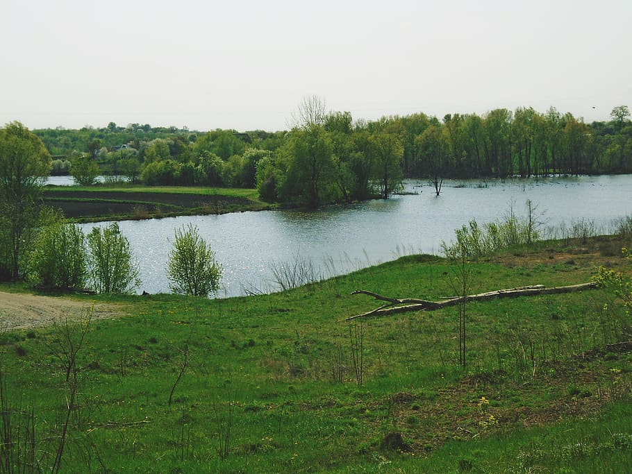 ukraine, tree, green, landscape, countryside, spring, water HD wallpaper