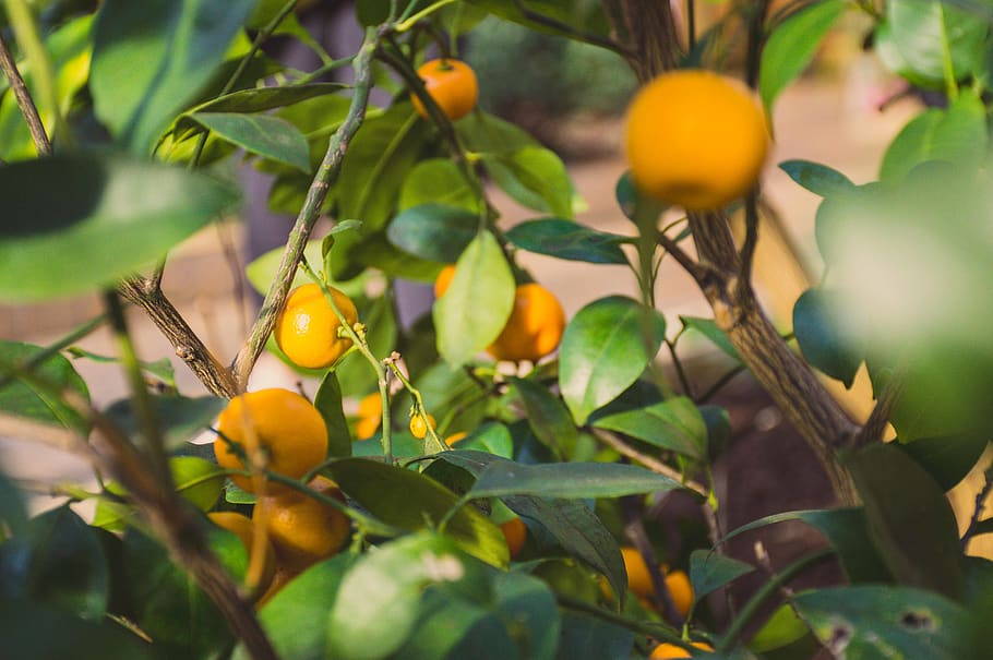 oranges on branches, leaf, plant part, food and drink, fruit HD wallpaper