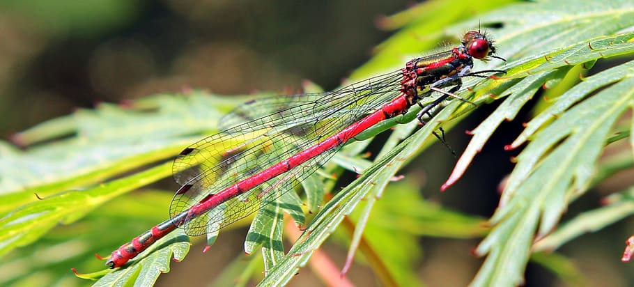 closeup, macro, dragon, dragonfly, insect, animal, wild, nature HD wallpaper