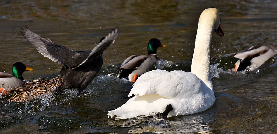 goose, flying, flight, ducks, swans, birds, water bird, animal world HD wallpaper