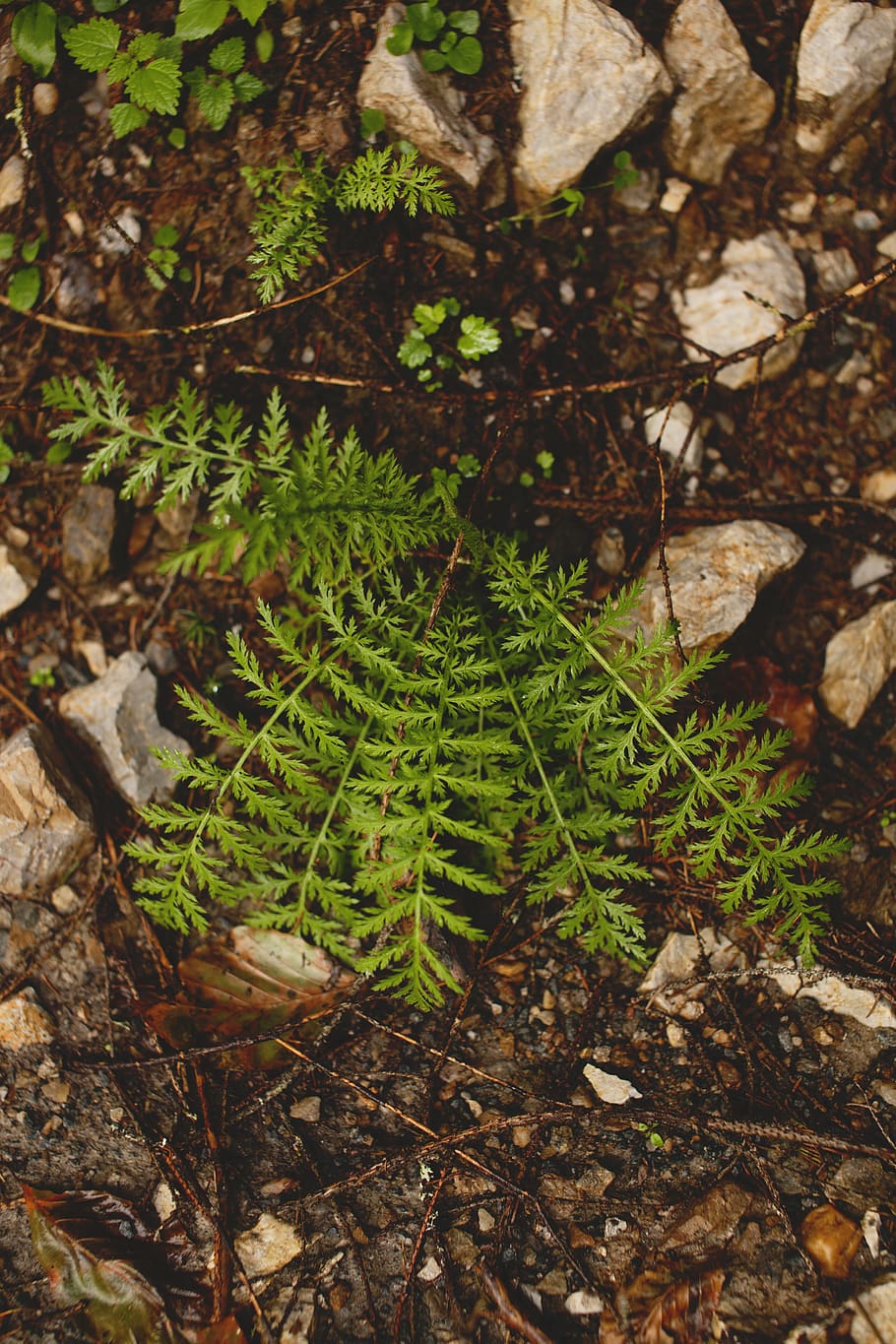 romania, forest, plant, growth, green color, day, leaf, no people HD wallpaper