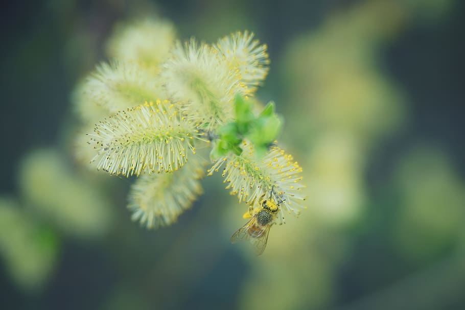 spring, pollen, bee, collect, blossom, bloom, nature, close up HD wallpaper