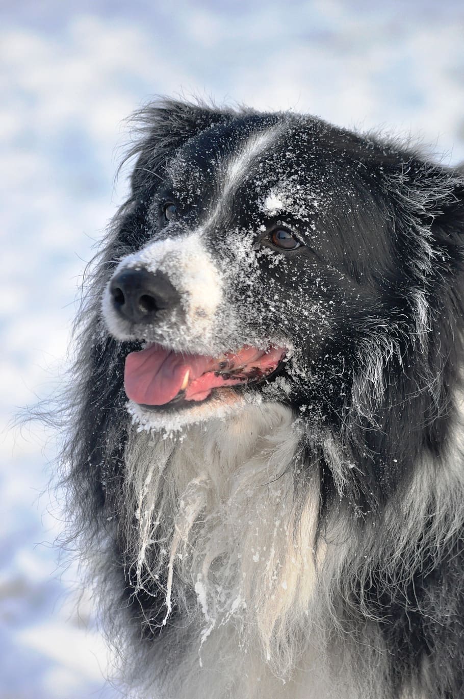 dog, winter, border collie, fun, canine, domestic, one animal HD wallpaper