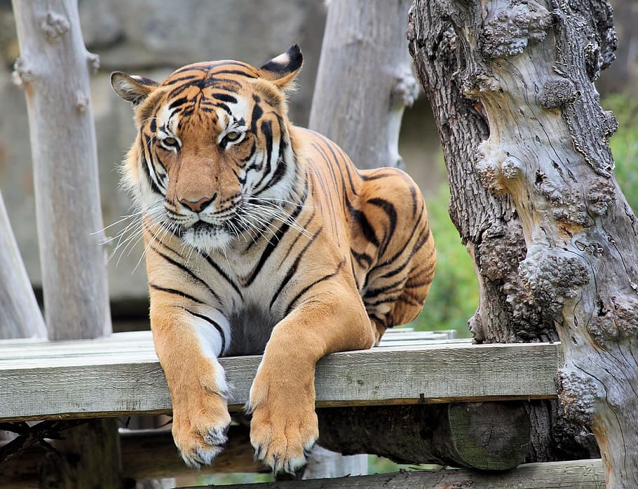 tiger, bengali, cat, beast, animal, mammal, predator, zoo, rest HD wallpaper