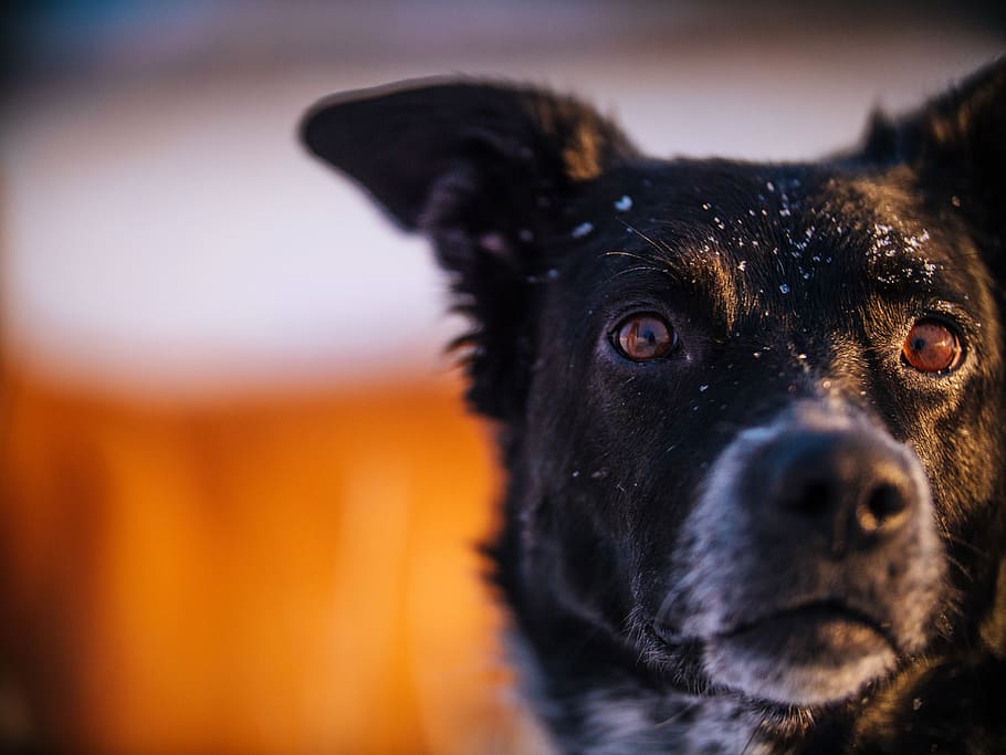 selective focus black dog, pets, domestic, domestic animals, mammal HD wallpaper