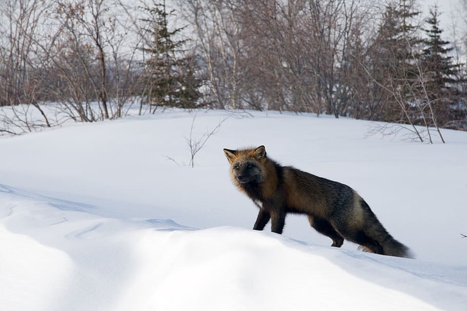 inuvik, canada, arctic fox, evening, northwest territories HD wallpaper