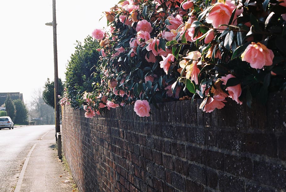 Flowers on roadside, plant, car, automobile, transportation, vehicle HD wallpaper