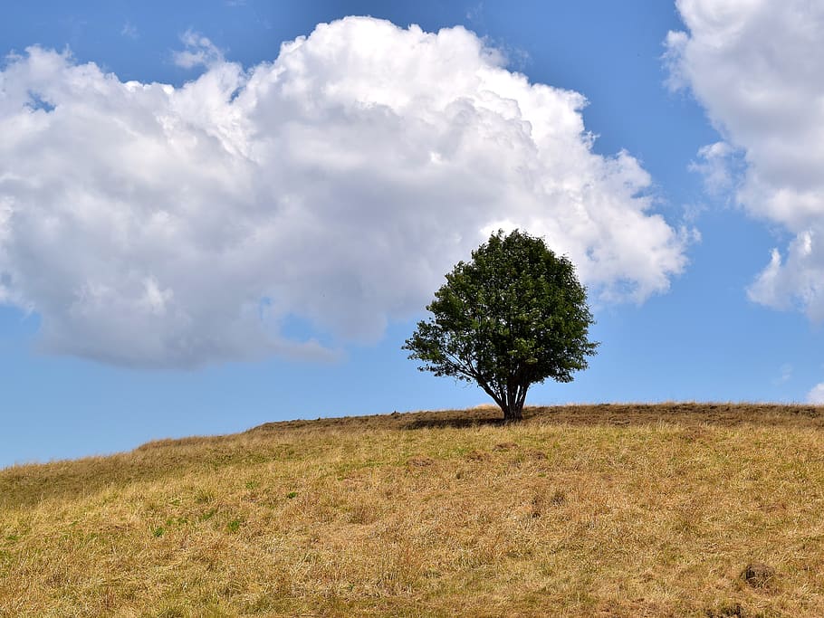 tree, mountain, clouds, sky, meadow, landscape, nature, mood HD wallpaper