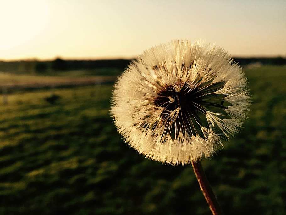 germany, frankfurt, flower, flowering plant, fragility, freshness HD wallpaper
