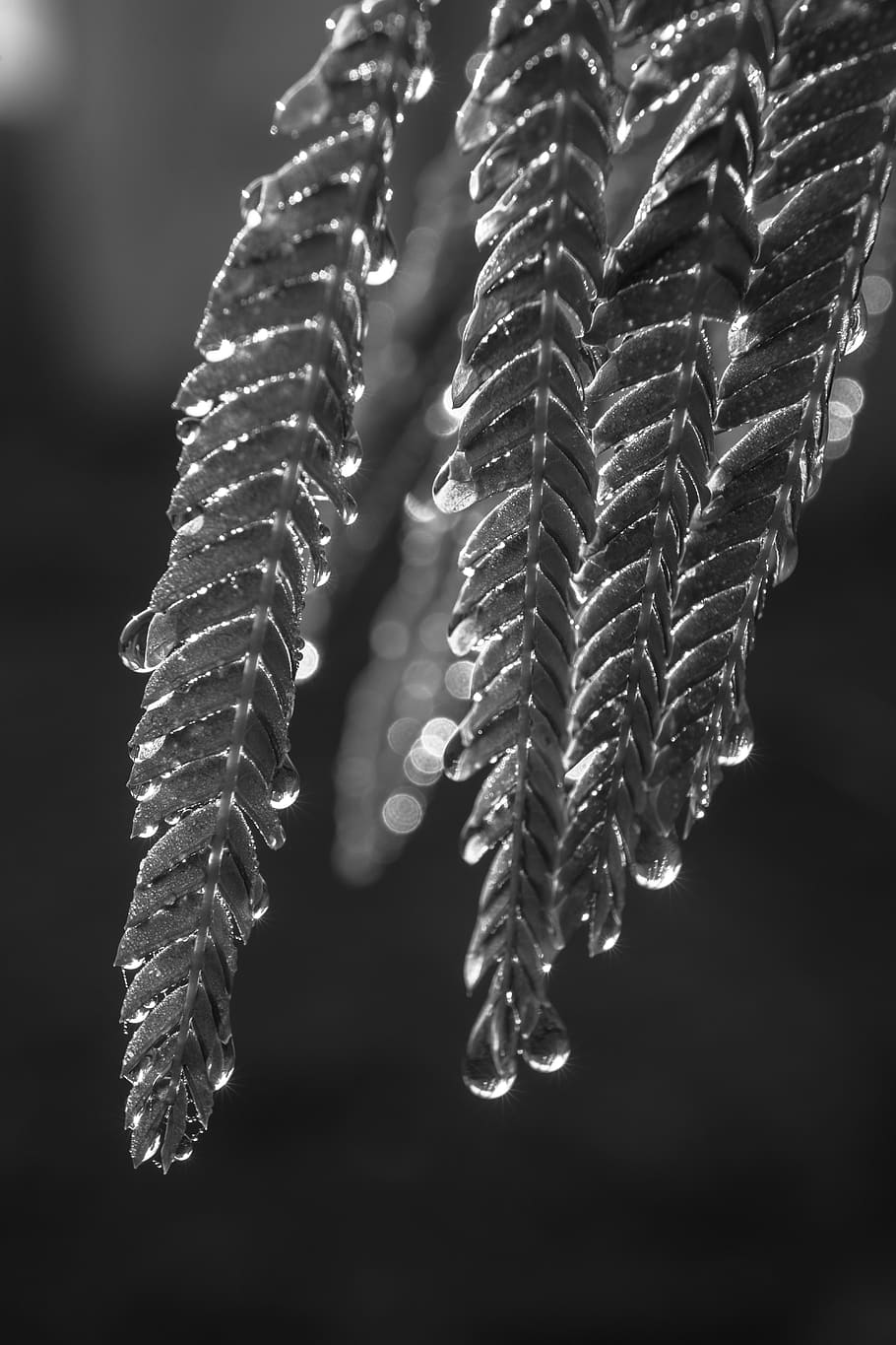 hungary, monocrome, nature, leaf, tree, macro, blackandwhite HD wallpaper