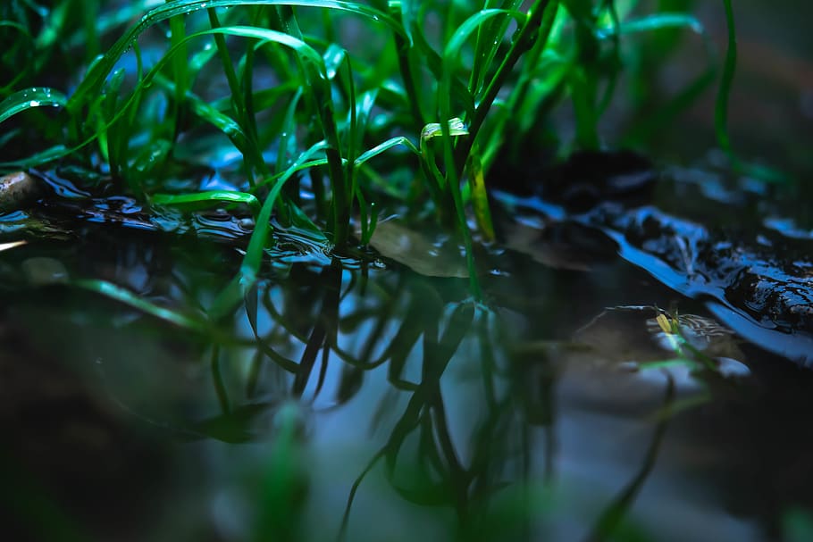 green, blue, water, grass, rain, green color, selective focus HD wallpaper