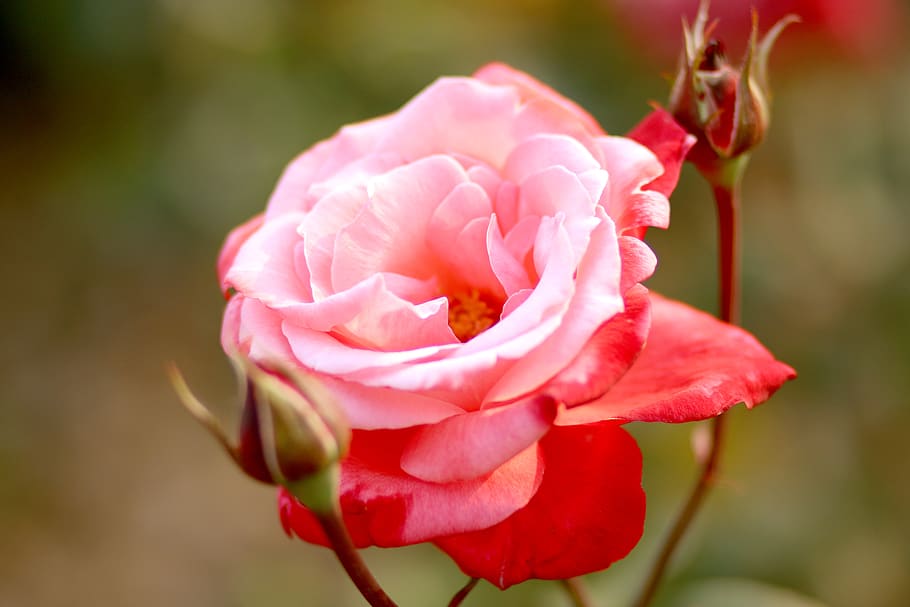 rose, pink, flower, bright, beautiful, plants, may, spring HD wallpaper