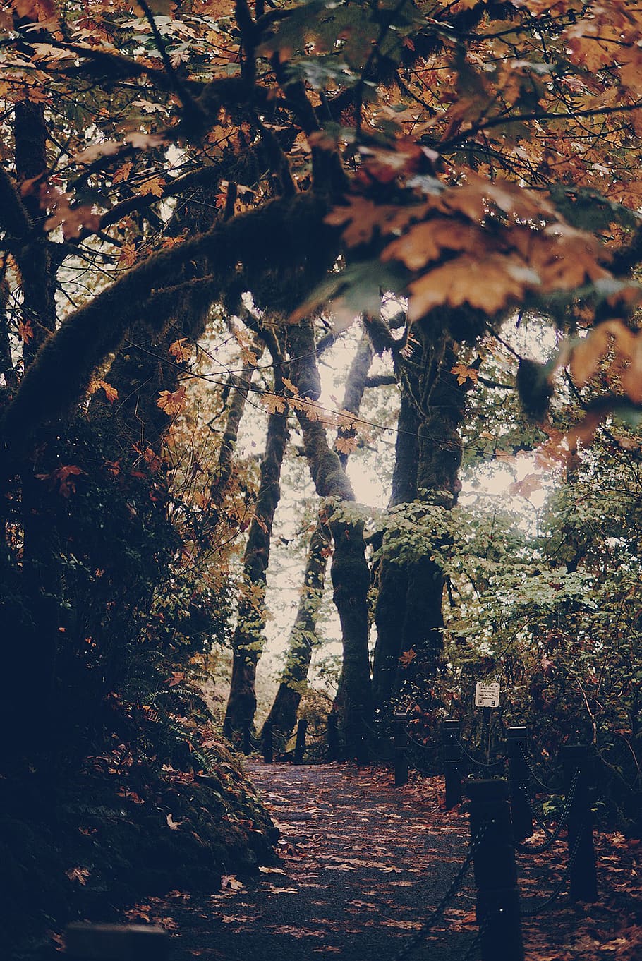 maple leaf trees, plant, change, autumn, nature, plant part, beauty in nature HD wallpaper