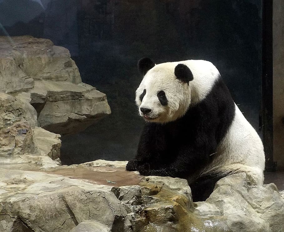 panda on rock, animal, animal themes, animal wildlife, solid HD wallpaper